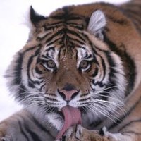 Ron (@galtsgulch2024a) 's Twitter Profile