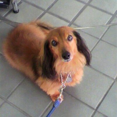 程々に頑張って生きています。リプはあまり返さない人ですのでご了承下さい。【Switch】0447-8622-9896 【FEH】3340-5261-55

ms○https://t.co/wIBT0dTKdp○b/@suzushin
mis◯https://t.co/w5DNby6isD
disc◯rdid 59528