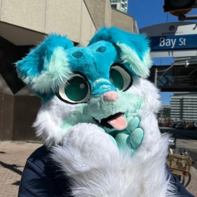 Blue dog from Toronto 🔜CanFURence Taken by @c0conutkitty