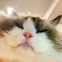 j_khunᥫᩣ 🇬🇧 (@j_khun1) 's Twitter Profile Photo j_khunᥫᩣ 🇬🇧 (@j_khun1) 's Twitter Profile Photo