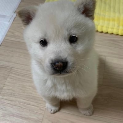 Assassin_Puppy's profile picture. 제 생각을 말합니다.