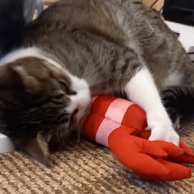 Toma73825910's profile picture. 