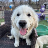SirWafflesMcButterpants (@sirwaffles42) 's Twitter Profile