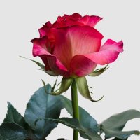 Jàmelah moh (@jamelahmoh0) 's Twitter Profile