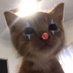 Meowriffic Meowster (@CatnipCircus) Twitter profile photo
