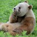 Pandaristarina (@pandaistarina) Twitter profile photo Pandaristarina (@pandaistarina) Twitter profile photo