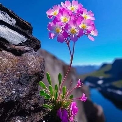 AfghanGarden's profile picture. nothing for now. check later !