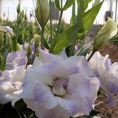 engineering farmer's
Producer's greenhouse crops