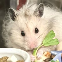 毛玉のﾎﾟﾙﾁｬﾝ(@Polnareff_ham) 's Twitter Profile Photo