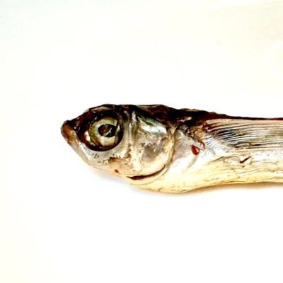 あごにぼし(不定期更新)さんのプロフィール画像