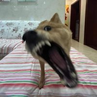 𓅓 (@jk_moogh) 's Twitter Profile