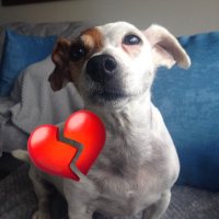 Ann gregory (@anngreg67097884) 's Twitter Profile