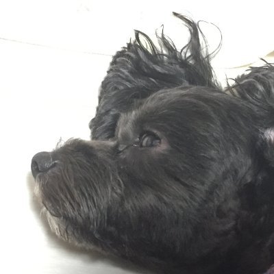 MacroHumanizer's profile picture. @bakesato_world