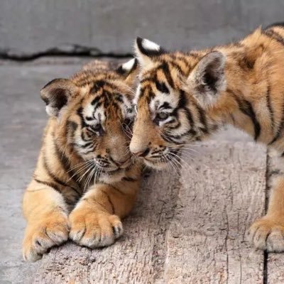 @SiberianTiger77