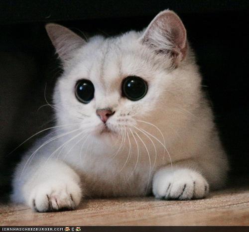 Pansexual switch femme into cute cats, kinky things, vaccines, funny puns, BLM, being extra, listening to/supporting my friends, & always striving to be better.