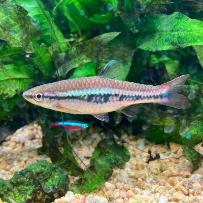 アクアリウム初心者の人間
第一希望魚：ブラックタライロン
第二希望魚：テトラオドン・ファハカ
第三希望魚：ピンクテールカラシン
博物館巡りも大好きです。
生きがい：ヤマトREBEL3199／銀河英雄伝説DNT
後、ブログ始めました。閲覧よろしくお願いします。
https://t.co/67GkgiCR8W