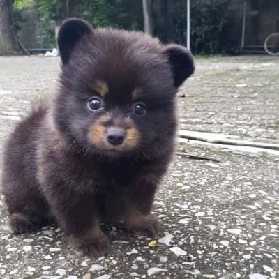 Omar__TKM's profile picture. #ALGO #POL