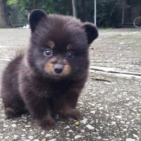 Omar (@omar__tkm) 's Twitter Profile