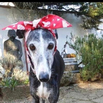 Me'm a rescueds Galga from Spain,now livings in mine furever home in France. Da @Lilly02269725 gots suspendeds🔥 #MismosPerrosMismaLey✊️#BanGreyhoundRacing🚫
