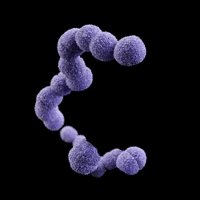 Carnegie Embryology (@carnegiedevbio) 's Twitter Profile
