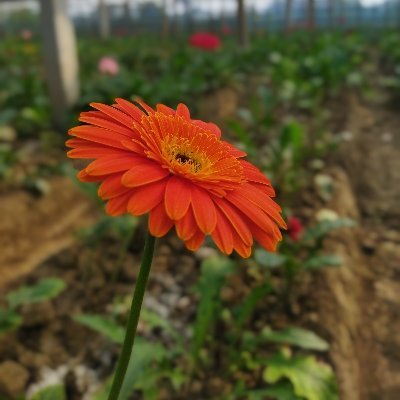 Joynal009's profile picture. 