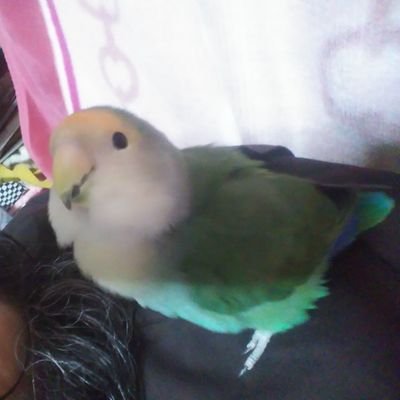 インコ7匹と暮らすオジサンです(*´ω｀*)たまにようつべにインコ達の動画をアップしてます(*´ω｀*)