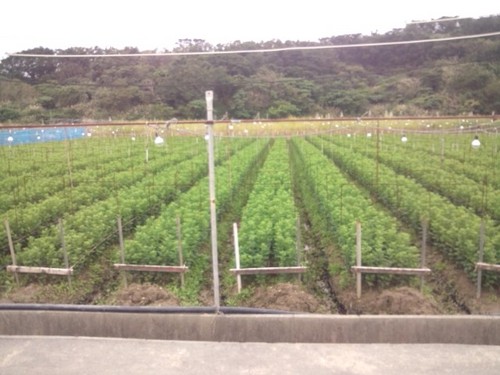 ooshiro_farm's profile picture. 沖縄で菊、ゴーヤー、キャベツなどを主に栽培しています。野菜など県内の弁当屋さんなどと契約して安く販売してます。これからはゴーヤーを県外の方に食べてほしいとおもい頑張っています。気になる方がいましたら気軽に質問してください!(^^)!　ホームページも完成したのでご覧ください(^o^)連絡待ってます(^_^)