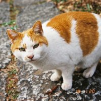 のん😺くん (@nonnobo1120) 's Twitter Profile