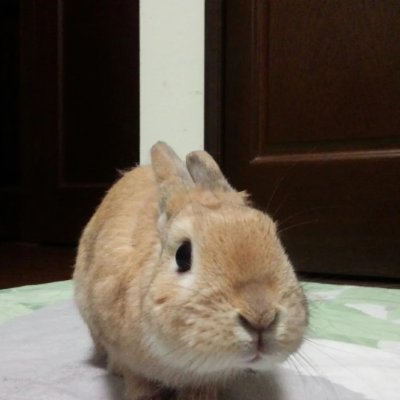 そらのお姉ちゃん Profile
