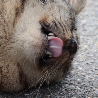 ぴえまる