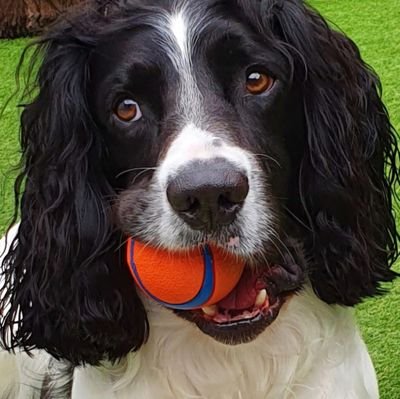 Bailey Beau, 7 year old English Springer Spaniel, also known as Baby Bailey, Beach Boy or just plain old BB 😃