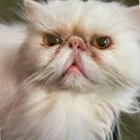 Cath Ⓜ️ ✡️ ✝️ (@cath_rn95) 's Twitter Profile Photo Cath Ⓜ️ ✡️ ✝️ (@cath_rn95) 's Twitter Profile Photo