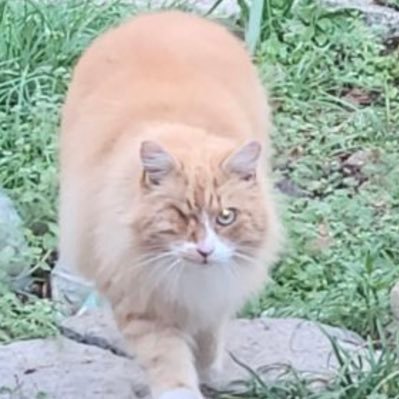 fanchon30's profile picture. je suis nîmoise avec l accent née le 24 novembre …..🤣supportrice du NO à vie🐊 j adore ma ville ma region et la chaleur😉🐊