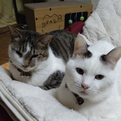 misaneco28's profile picture. 🐱ジオンとオカン👩
ハート柄を２っ持つ優しいシャーくん13歳で🌈虹の橋を渡りました🌈
イケメン🐱ジオンくん6歳🐱
🐒お猿のちぃちゃん🐒
(えんげいふぁくとりー)推し⸜❤︎⸝‍
💙コレコレさん配置聞いてます💙
新米リスナーです😊