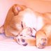 Feisty Doge (@nfdtoken) Twitter profile photo Feisty Doge (@nfdtoken) Twitter profile photo