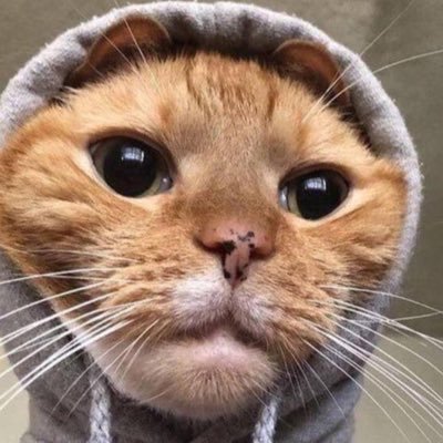 zoidov77's profile picture. vey very 🤗