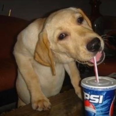 DogSippingPepsi's profile picture. The Grind💪💰💵💵 follow alt for oomfies & moots: @SlopBoulder