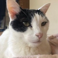 KONDO Mitsuhiro 近藤光博 (@mittsko) 's Twitter Profile