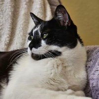 Nessutto (@nessutto74) 's Twitter Profile