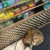 Bodega Cat ($Bcat) (🥪,🐱) (@bodegacatonsol) Twitter profile photo Bodega Cat ($Bcat) (🥪,🐱) (@bodegacatonsol) Twitter profile photo