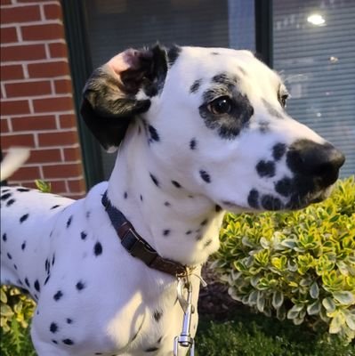 tugga103's profile picture. 