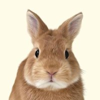 Hollandlopus (@m79198m) 's Twitter Profile Photo