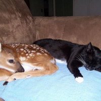 Amjad 🌱 (@amjadx98x) 's Twitter Profile Photo