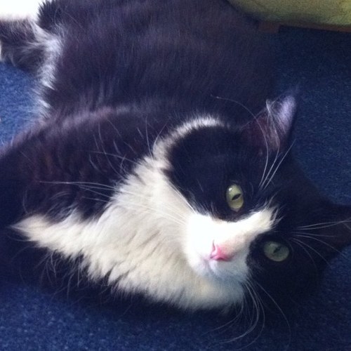 ACatNamedStorm's profile picture. I was born 2 April 2010. My first family gave me up and I was adopted from the SPCA in January 2012.