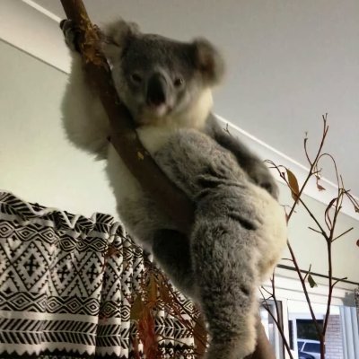 I am a Sexy Koala, 24/7