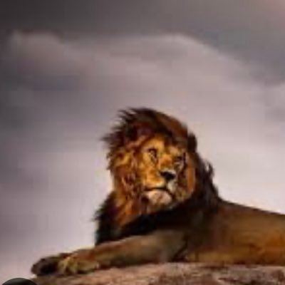 stelling1977's profile picture. 