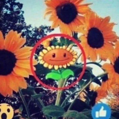 he/him | Deranged internet citizen | world's biggest pikmin, splatoon, and touhou fan