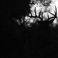 Venado MX (@venaditomx) 's Twitter Profile