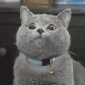 UniverseIce's profile picture. 