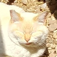 'White Cat' Shironeko JAPAN(@lemon888gold) 's Twitter Profile Photo